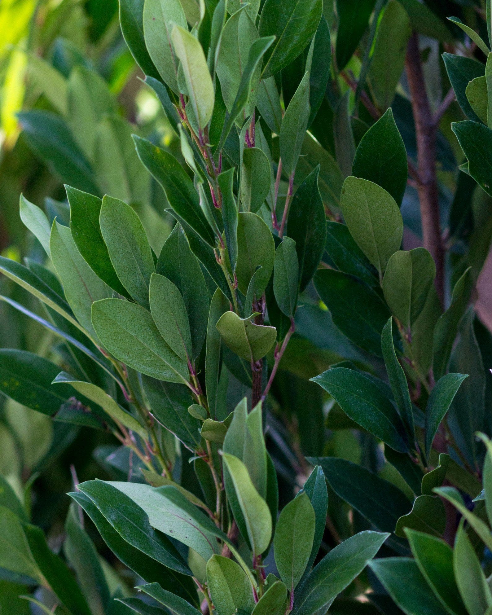 Cherry Laurel Everbrite - view 2