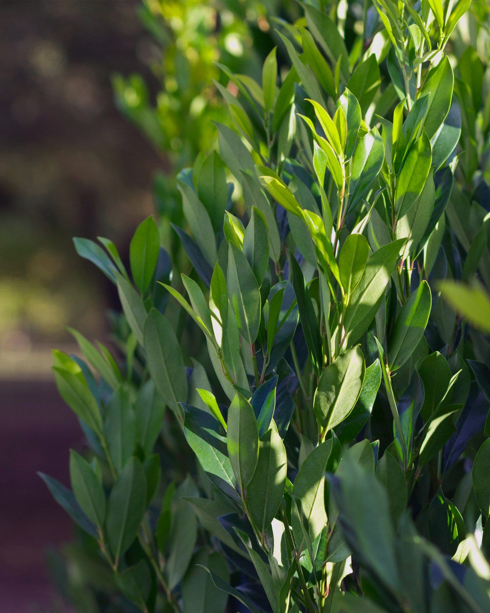 Cherry Laurel Everbrite - view 3