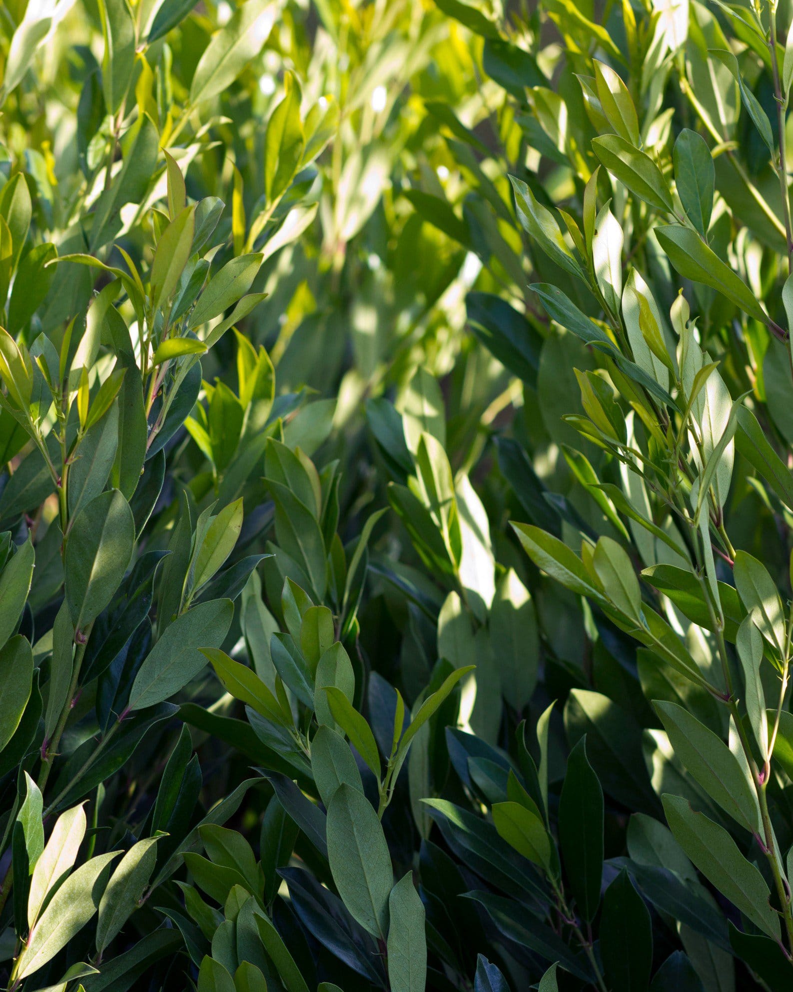 Cherry Laurel Everbrite - view 4