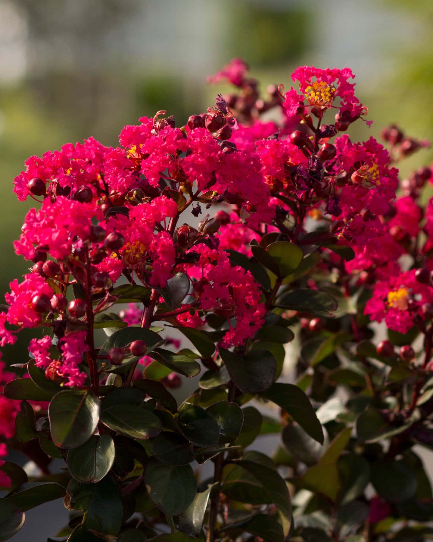 Cherry Mocha Crape Myrtle - Main Image