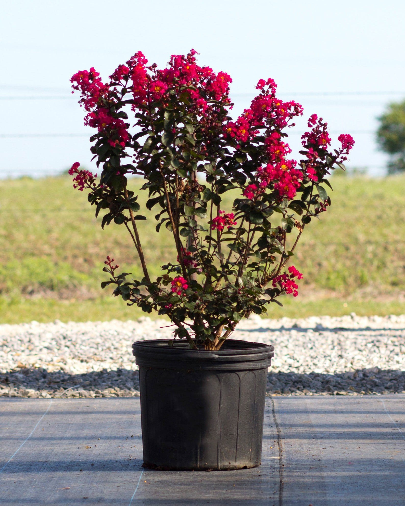 Cherry Mocha Crape Myrtle - view 4