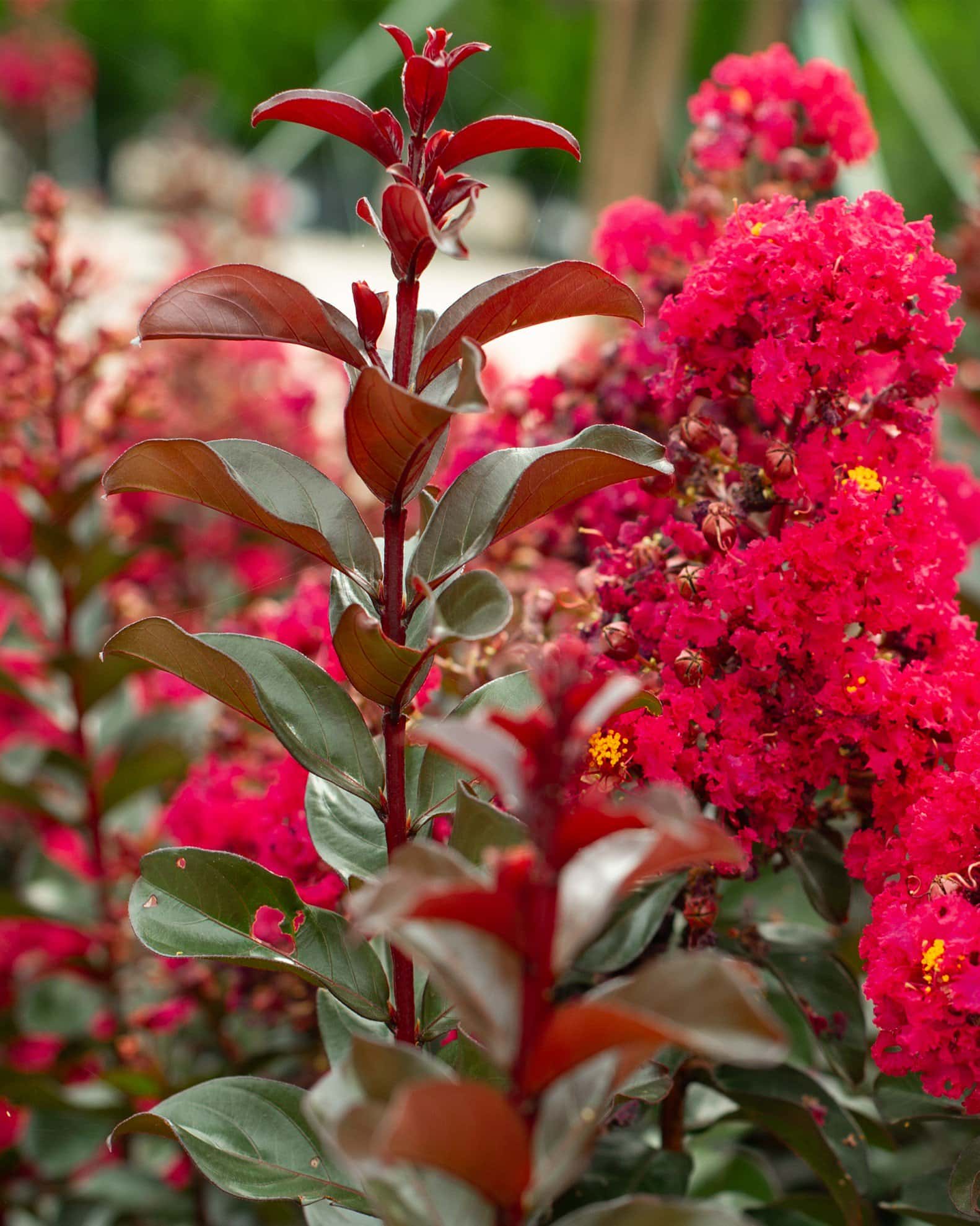 Cherry Mocha Crape Myrtle - Image 5