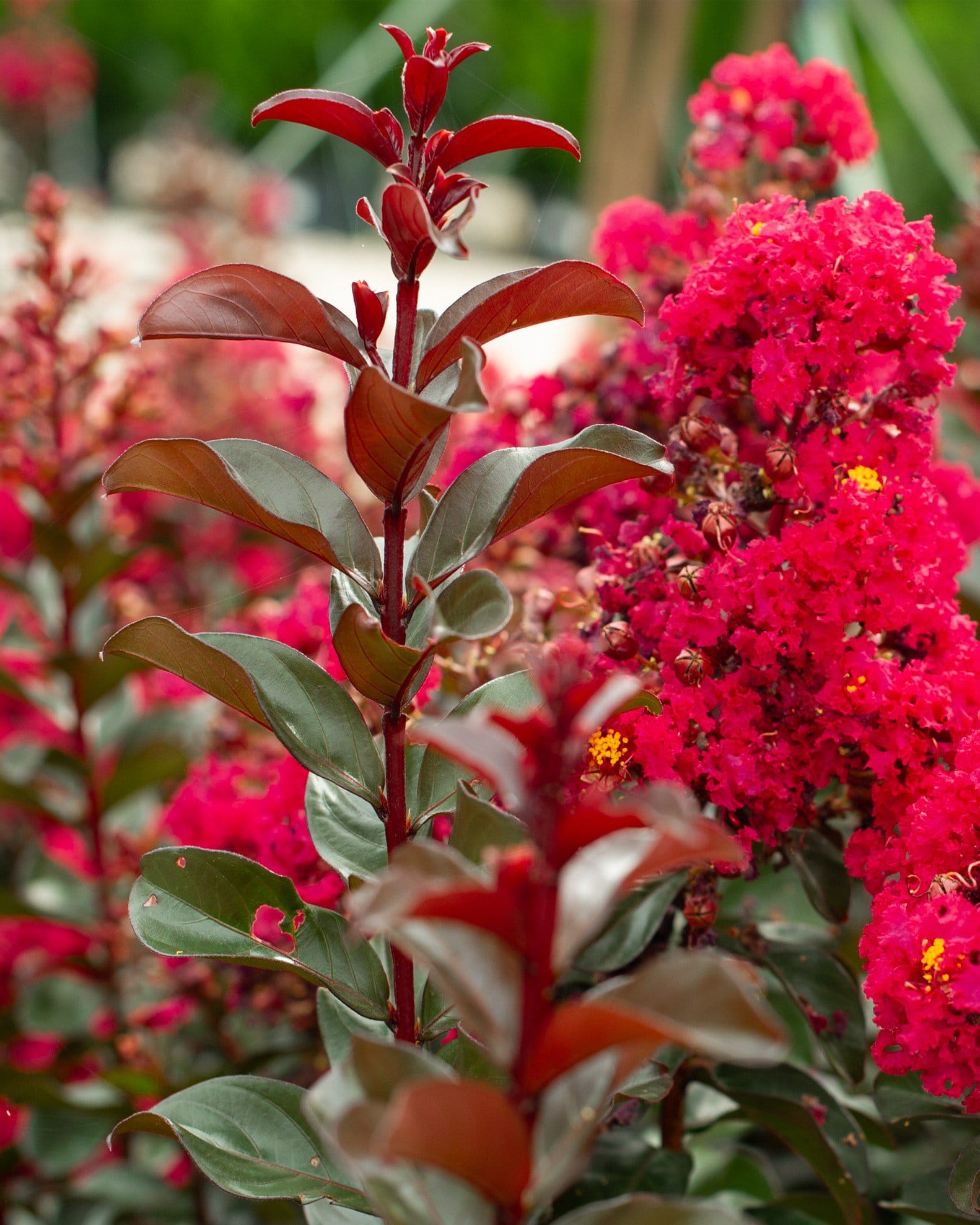 Cherry Mocha Crape Myrtle - view 5