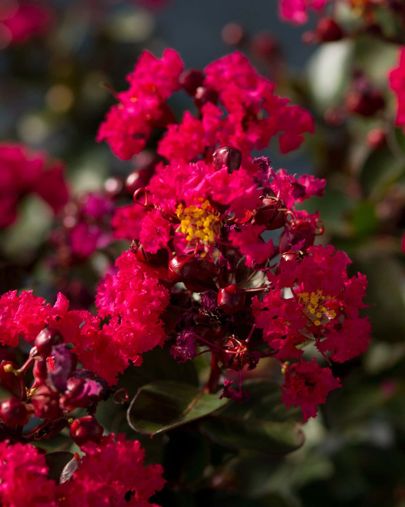 Cherry Mocha Crape Myrtle - Image 6