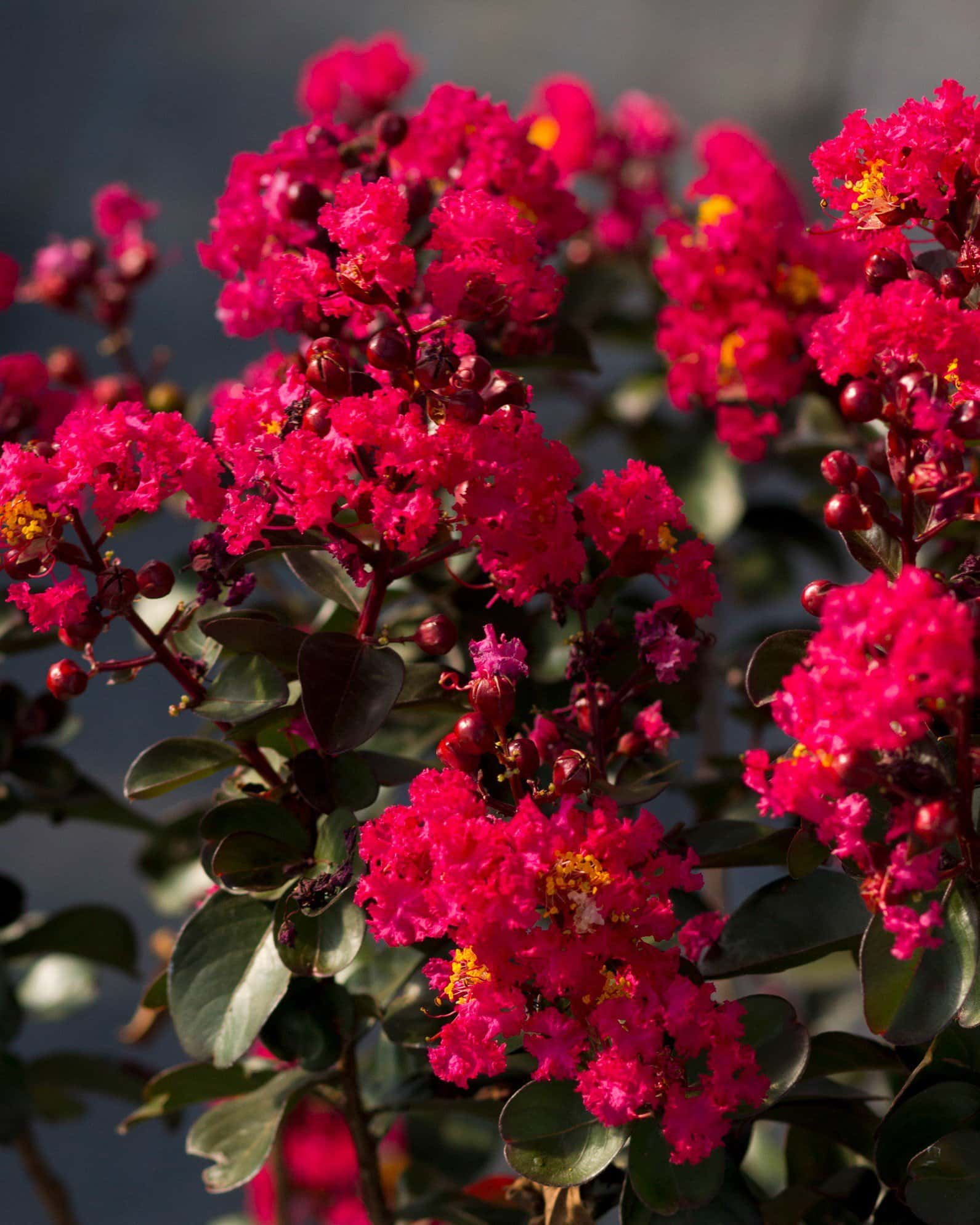 Cherry Mocha Crape Myrtle - Image 7