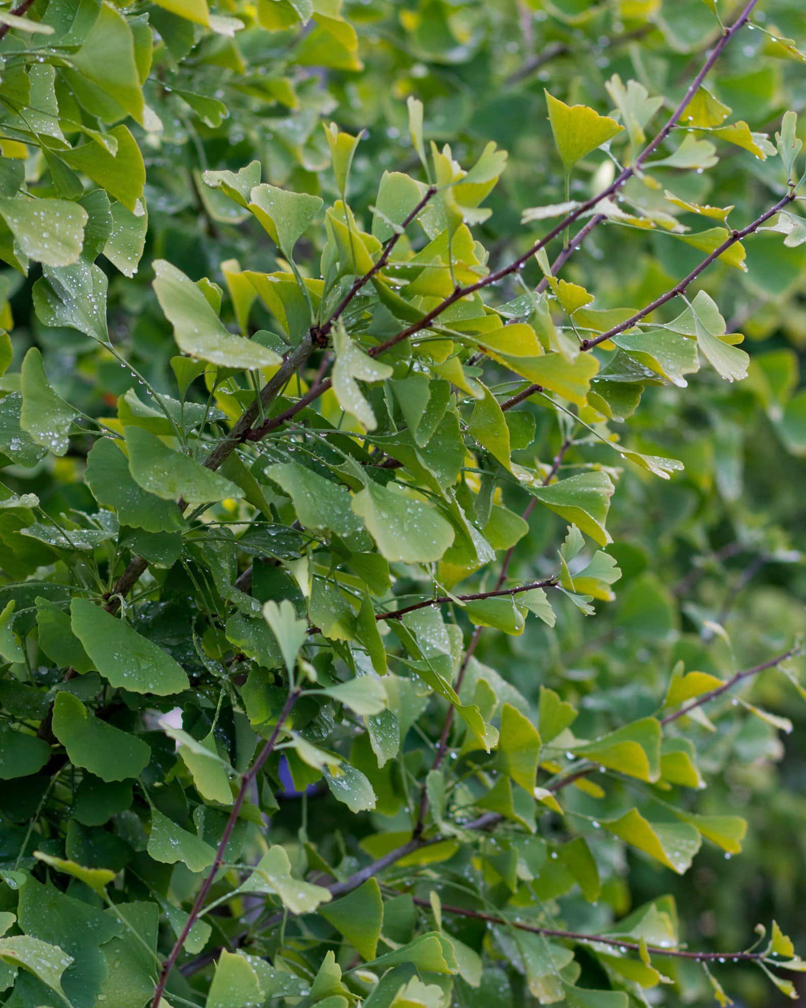 Chi Chi Ginkgo - Main Image