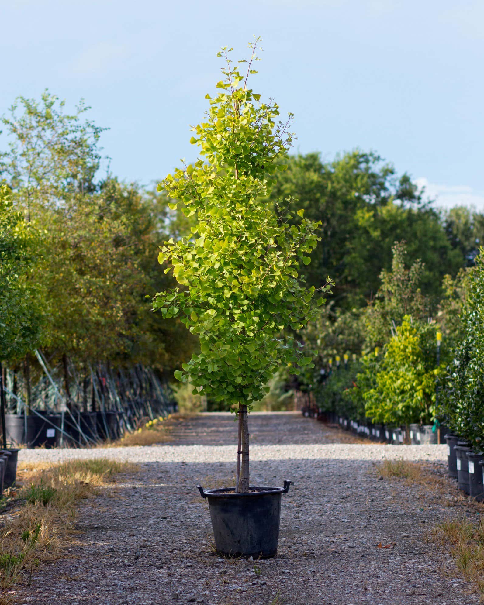 Chi Chi Ginkgo - Image 5