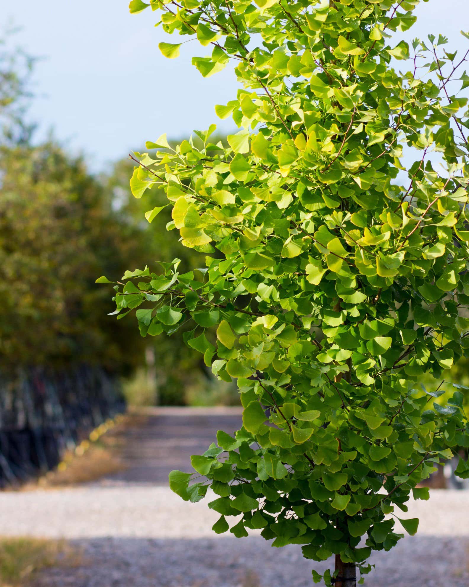 Chi Chi Ginkgo - Image 6