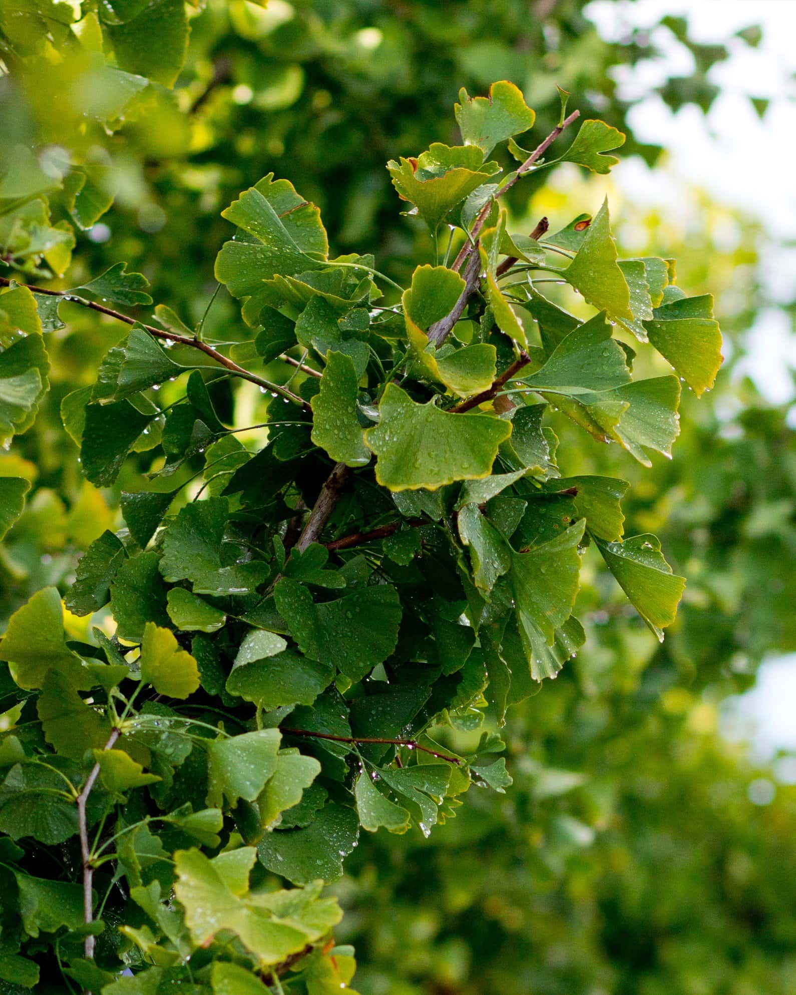 Chi Chi Ginkgo - Image 7