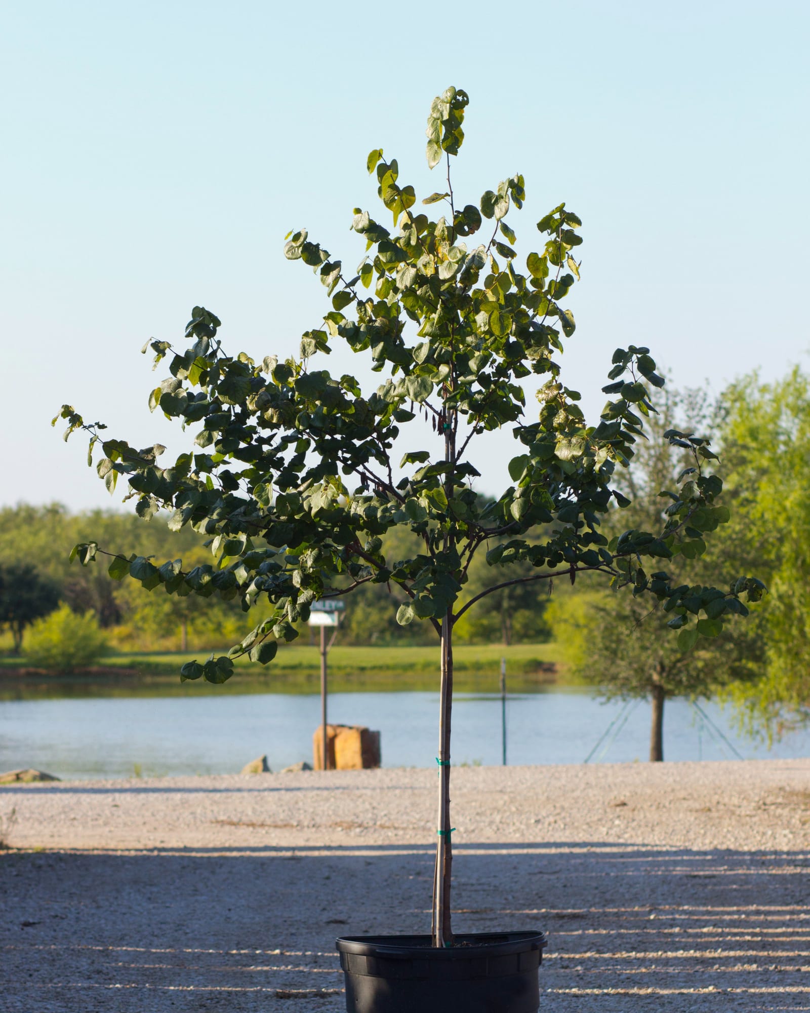 Texas Redbud