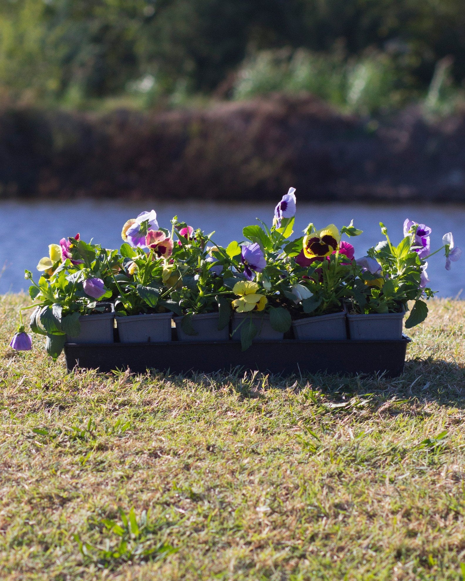 Matrix Coastal Sunrise Mix Pansy - Image 1