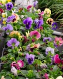 Matrix Coastal Sunrise Mix Pansy thumbnail 5