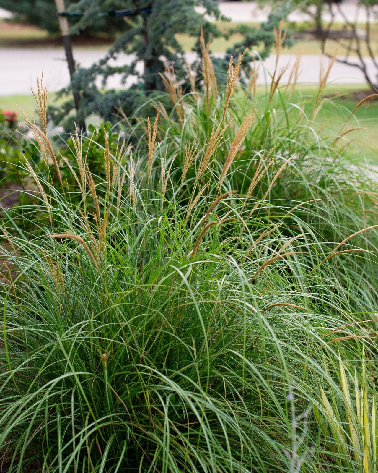 Adagio Miscanthus