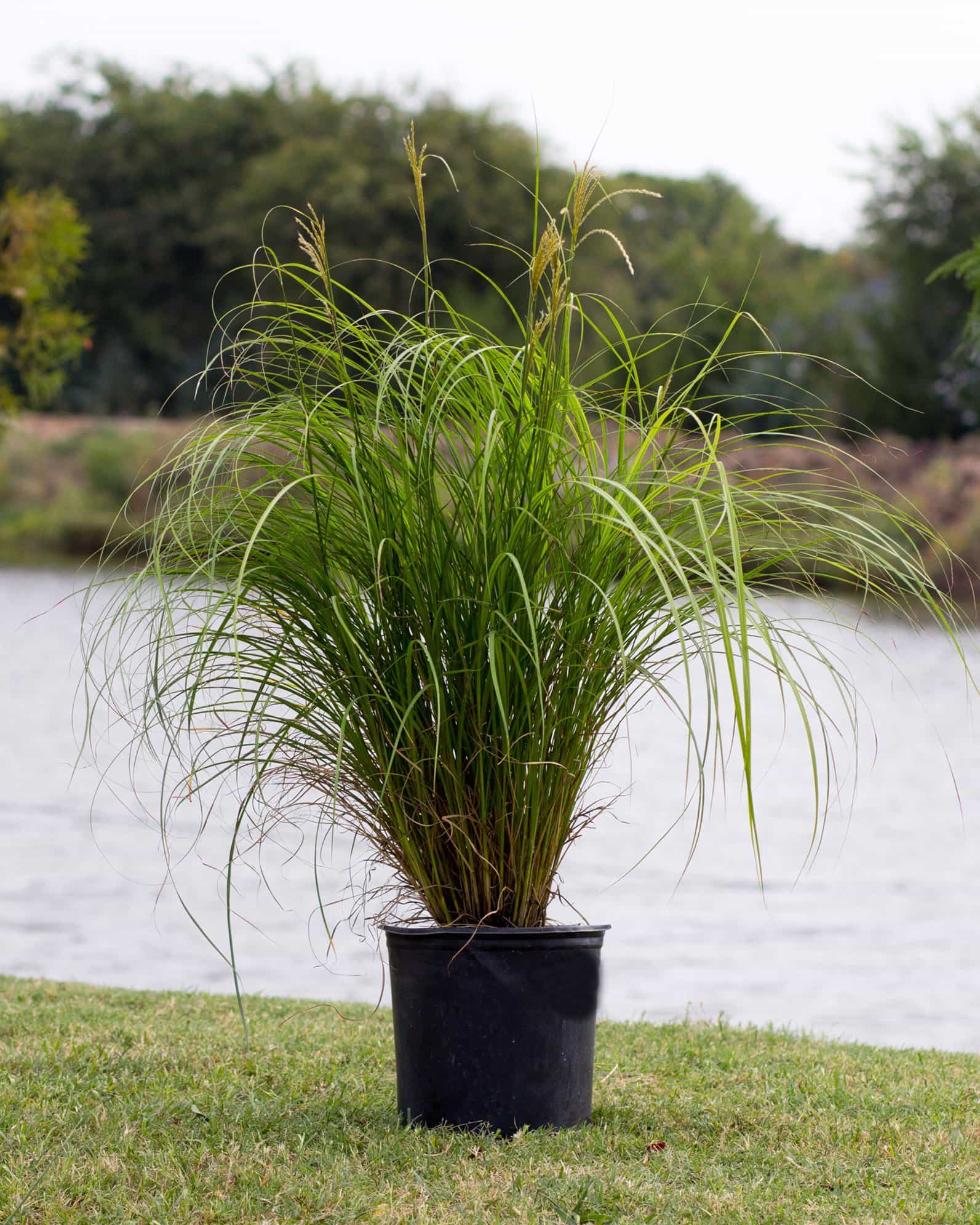 Adagio Miscanthus - view 3