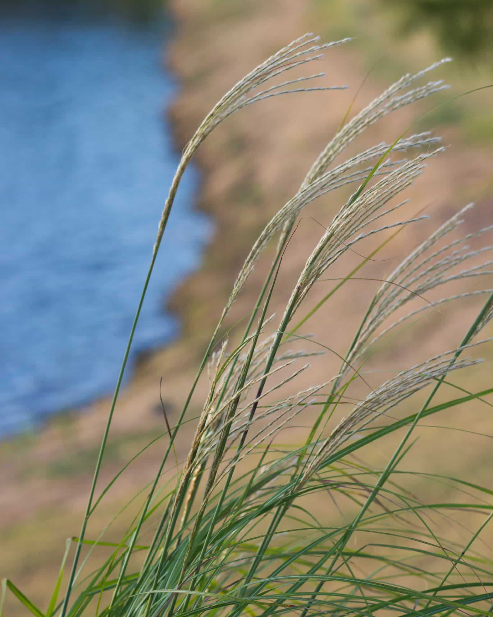 Adagio Miscanthus - view 4