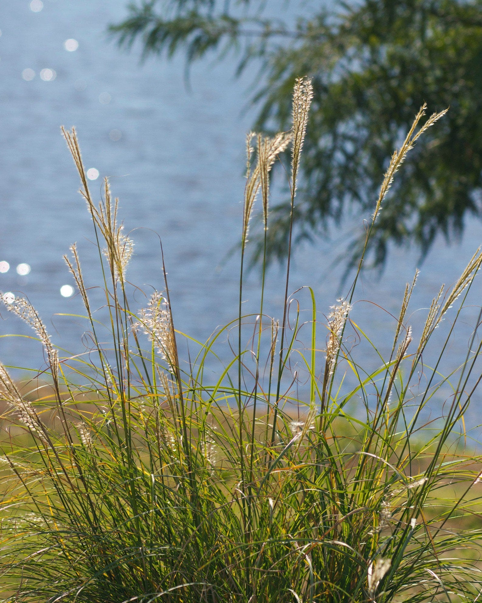 Adagio Miscanthus - view 4