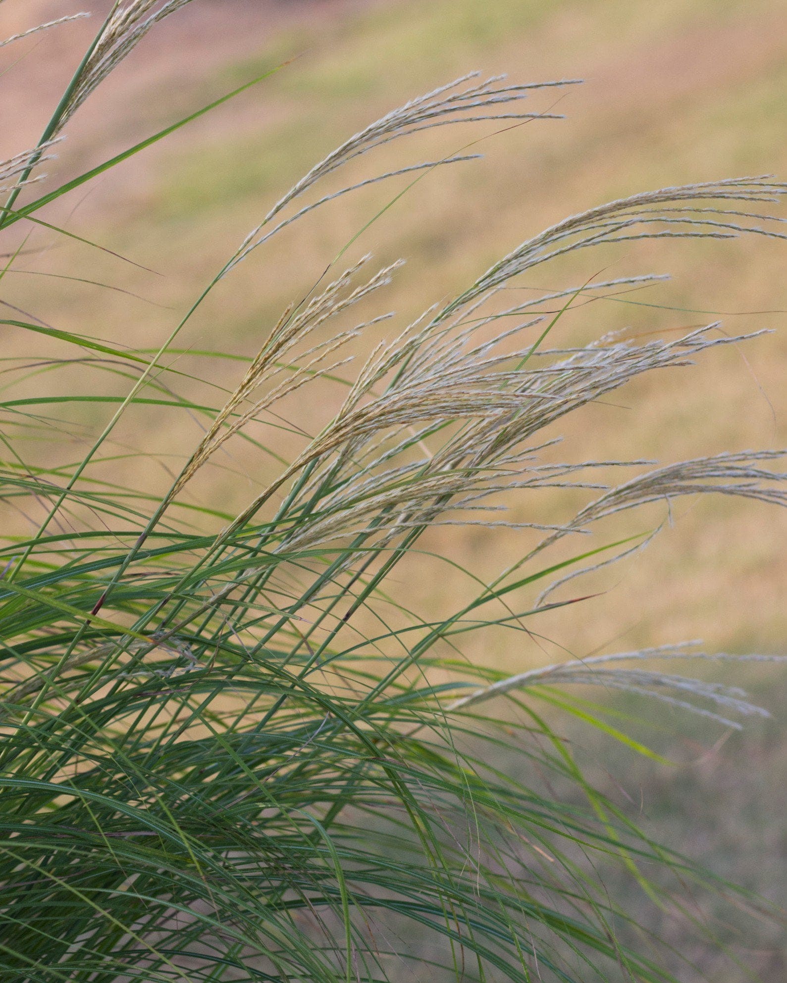 Adagio Miscanthus - view 5