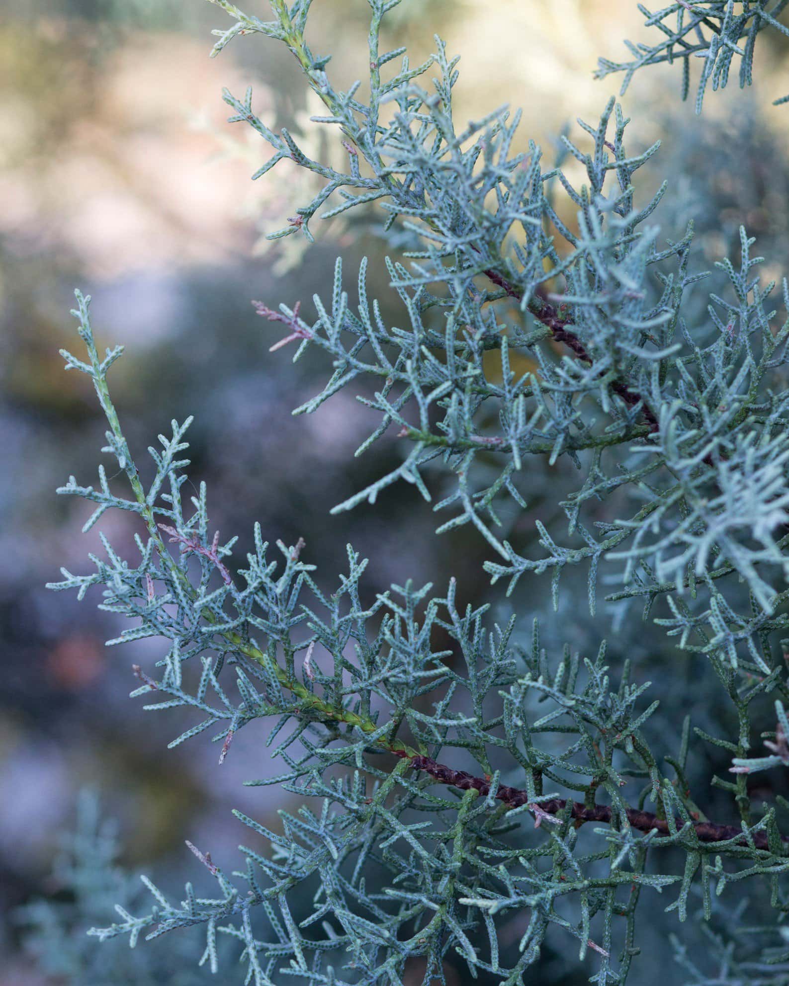 Arizona Cypress Blue Ice - Image 7