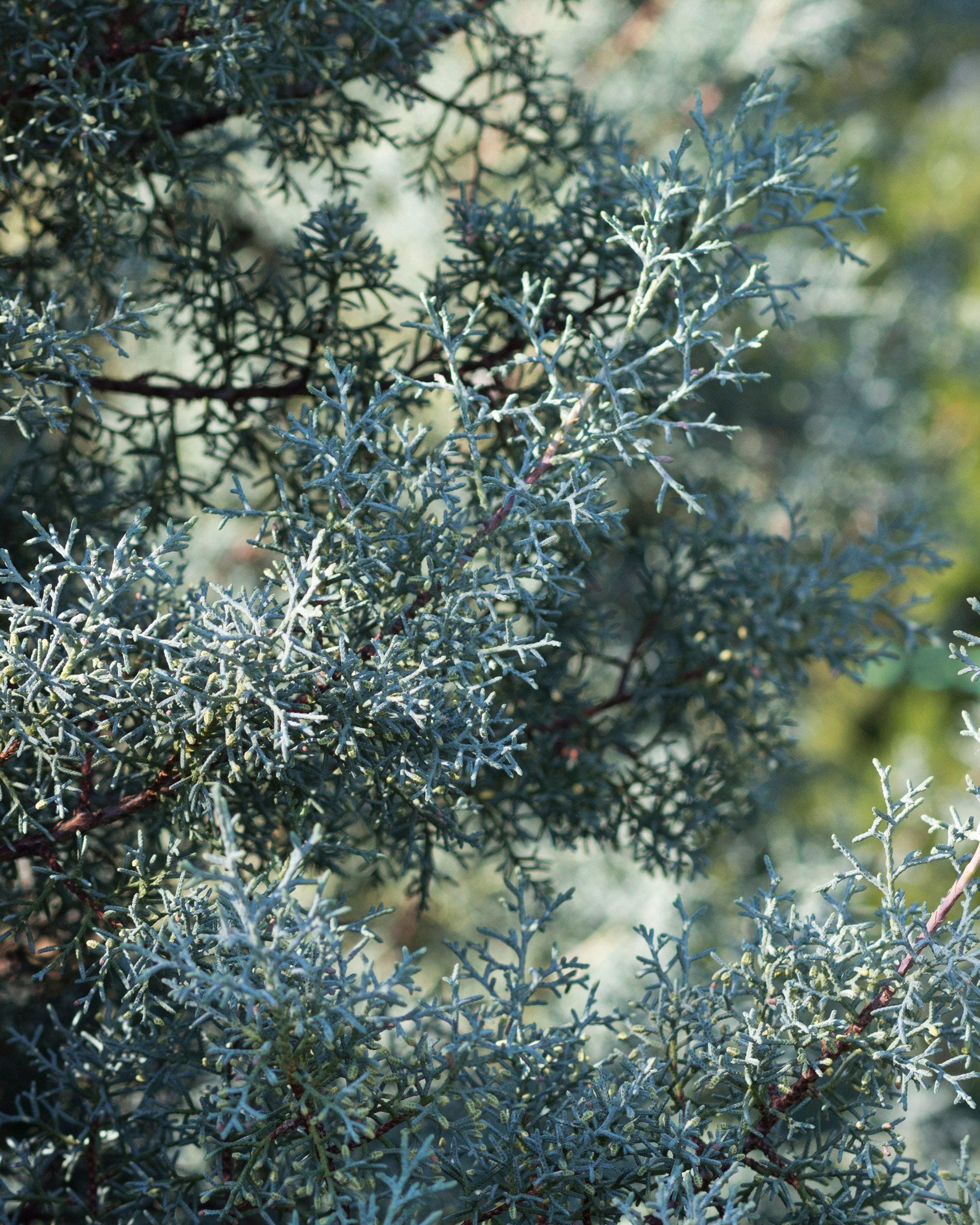 Arizona Cypress Carolina Sapphire - Image 1