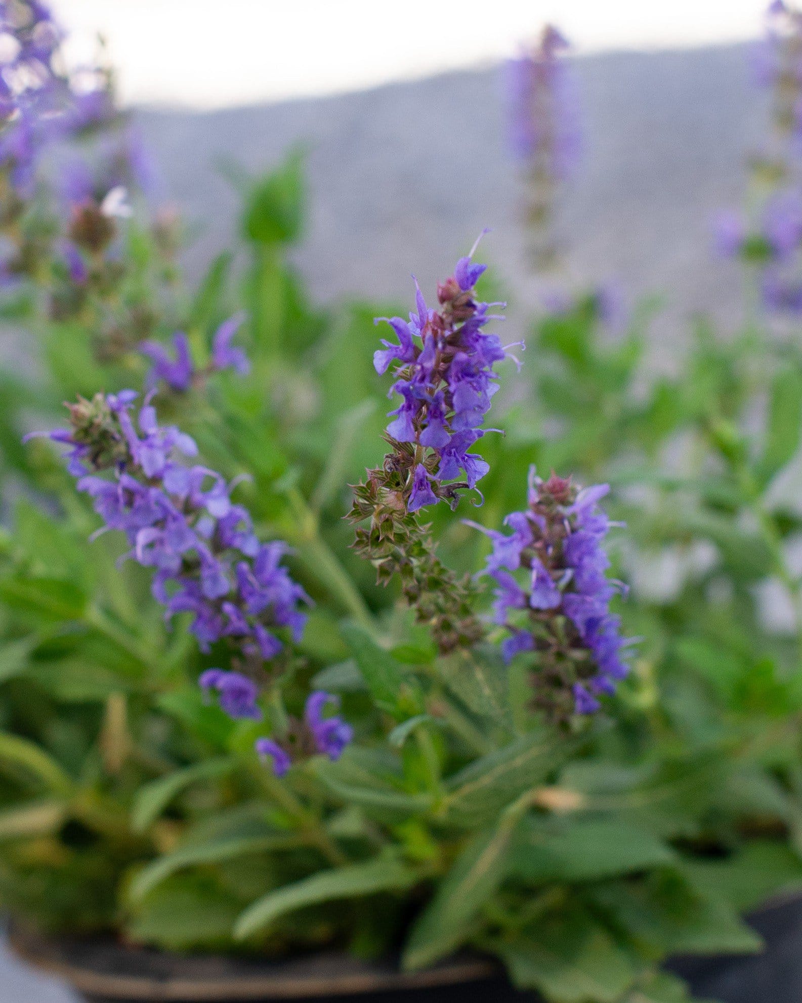 Blue Hill Salvia - view 2