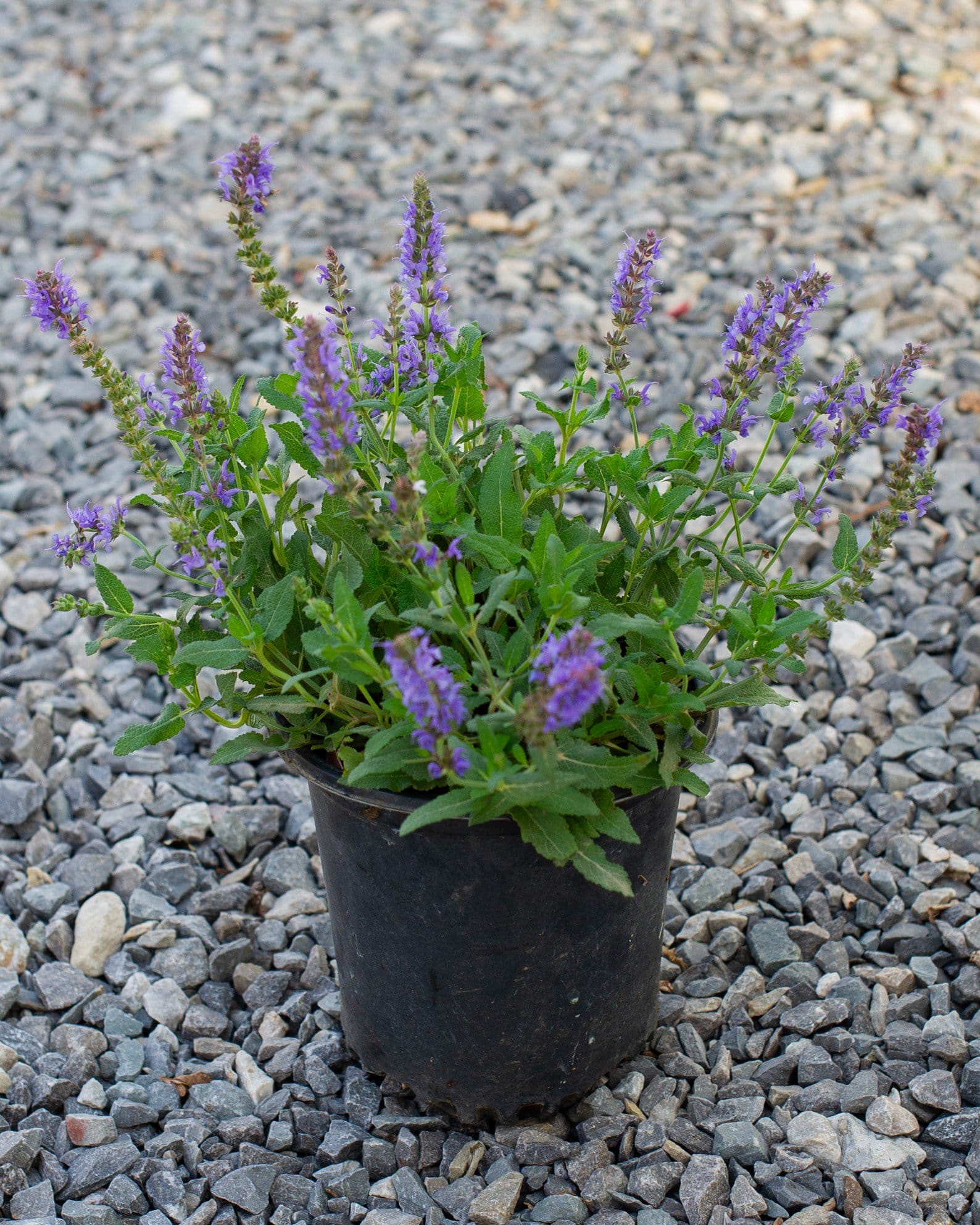 Blue Hill Salvia - view 3