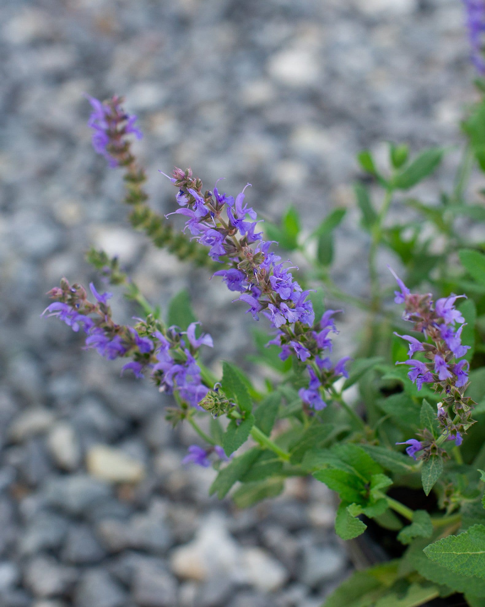 Blue Hill Salvia - view 5