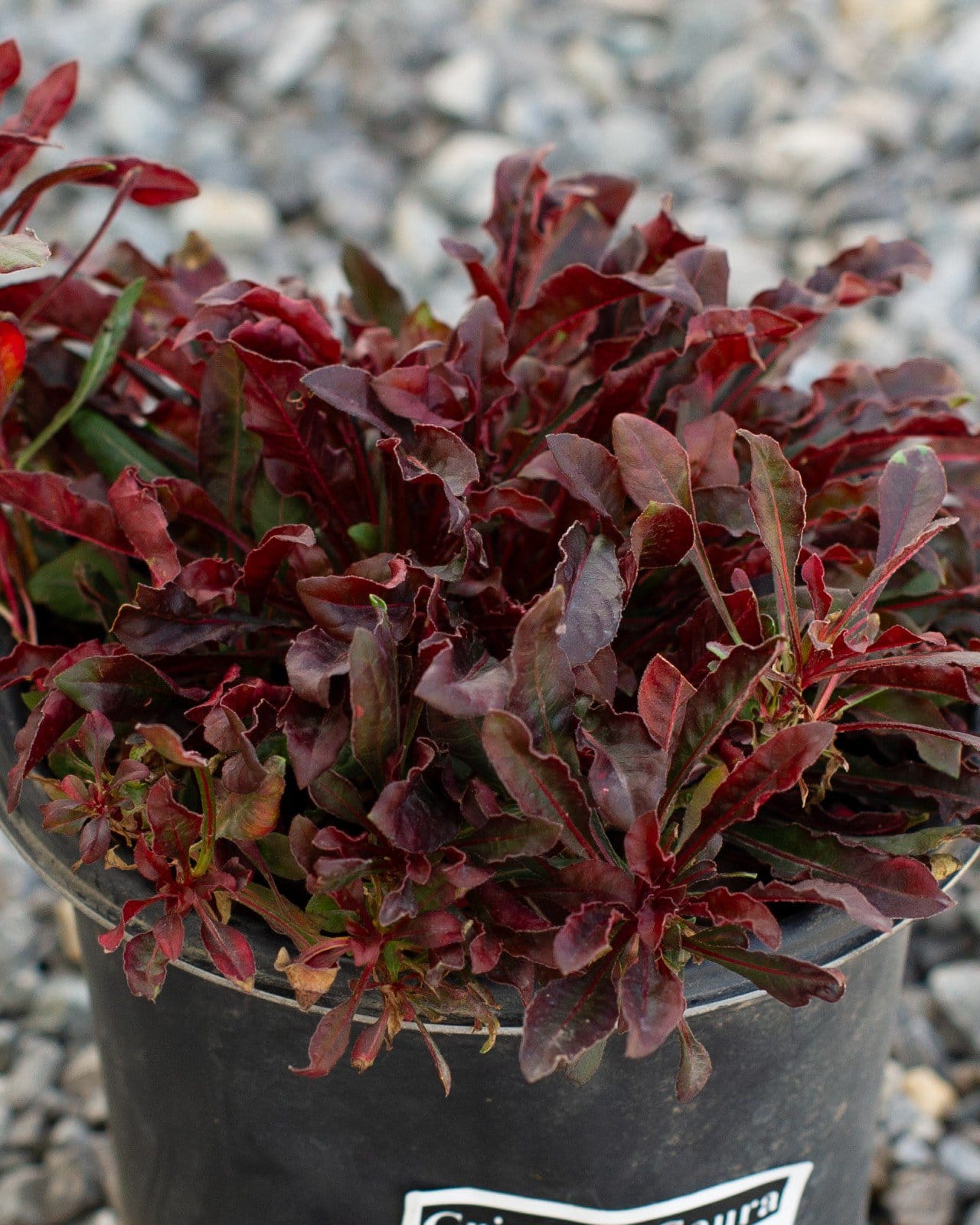 Crimson Gaura - Main Image