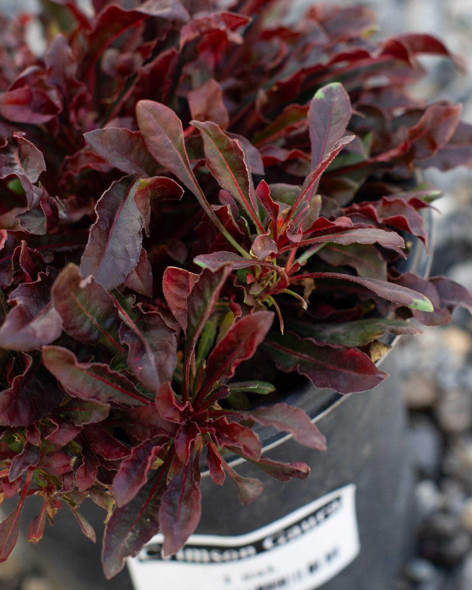 Crimson Gaura - view 2