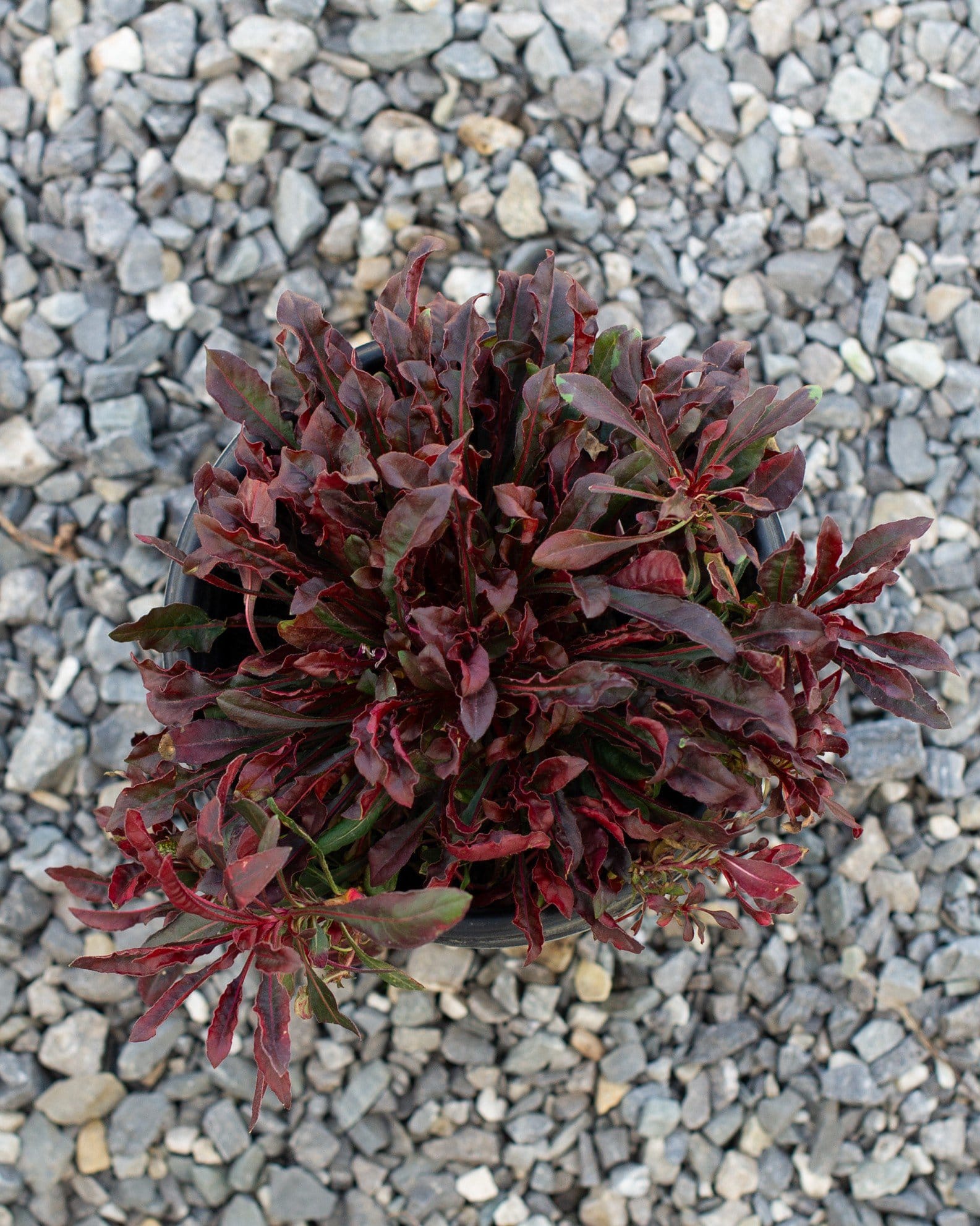 Crimson Gaura - view 3