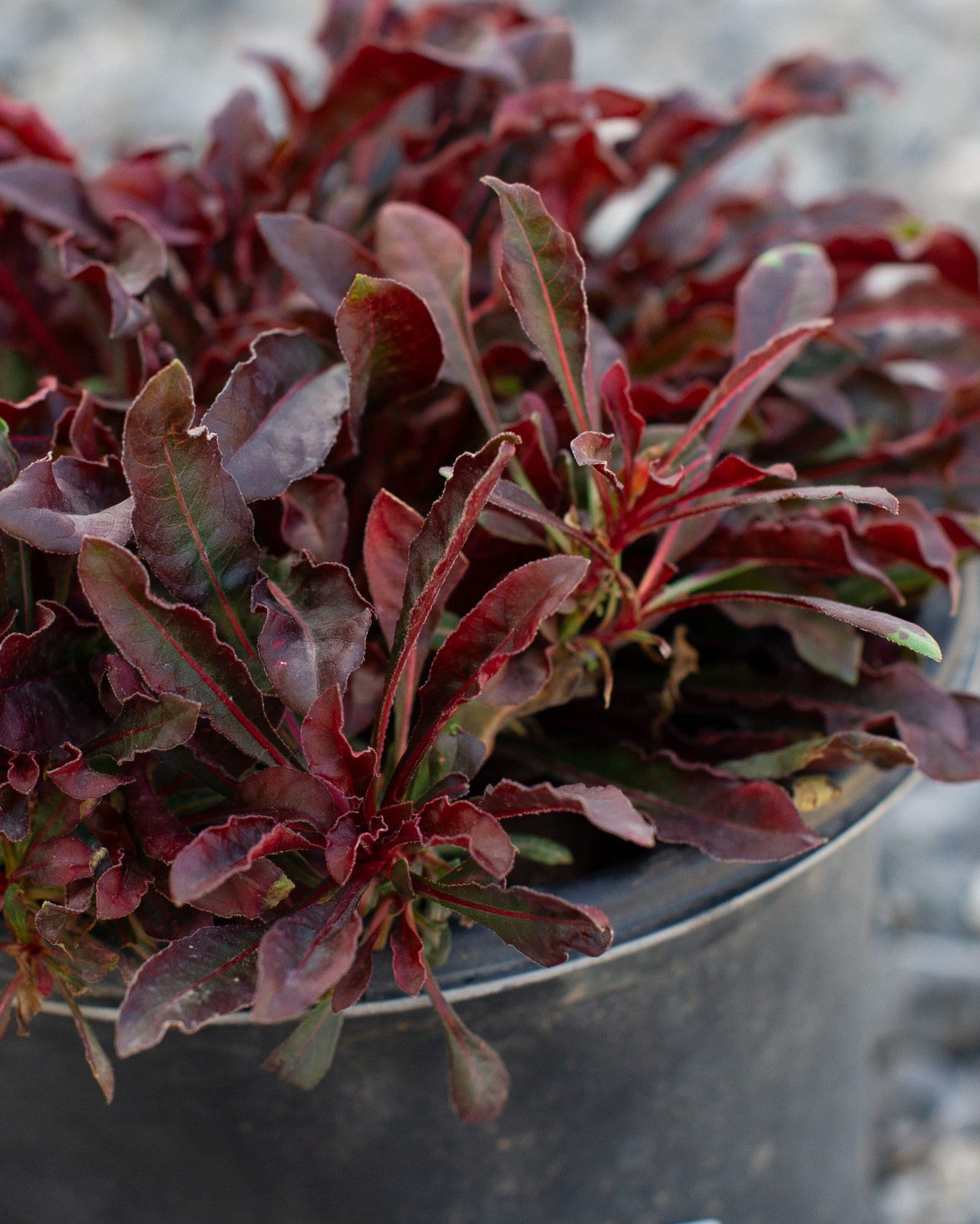 Crimson Gaura - view 5