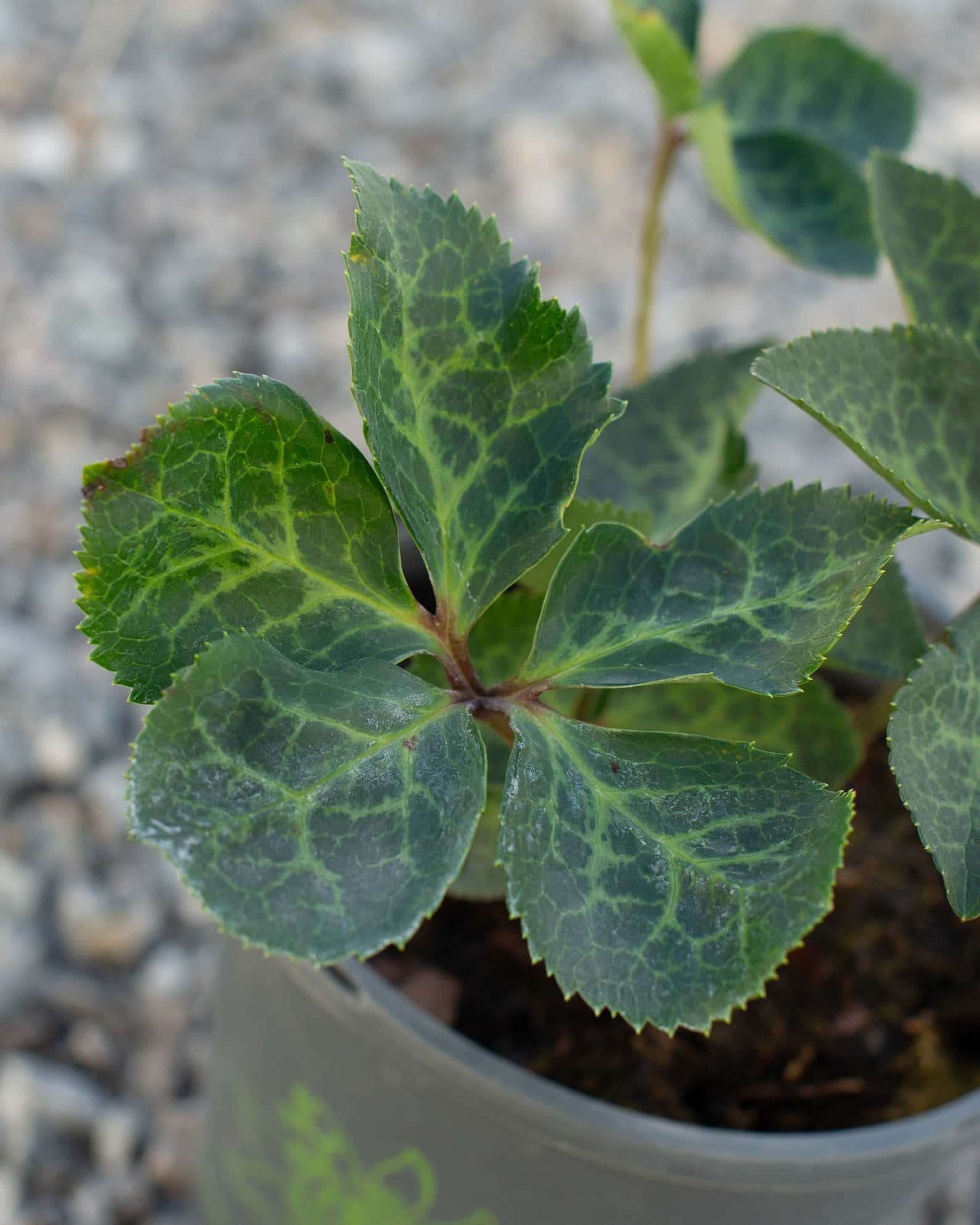 Frostkiss Molly's White Helleborus - Image 1