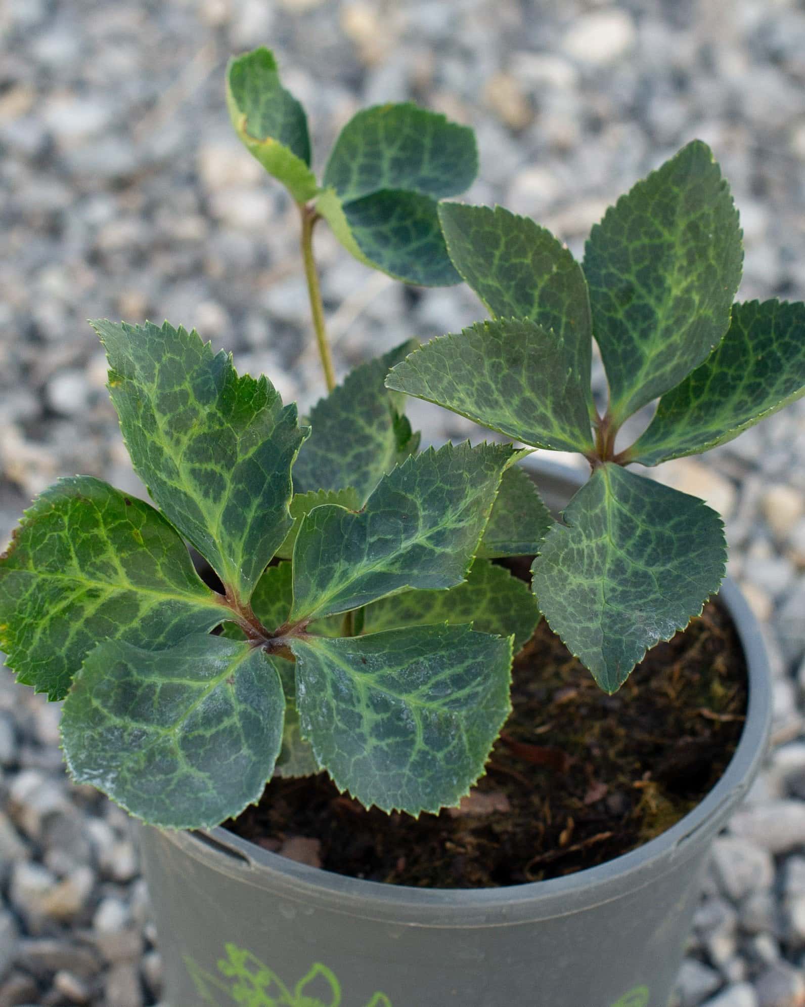 Frostkiss Molly's White Helleborus - Image 3