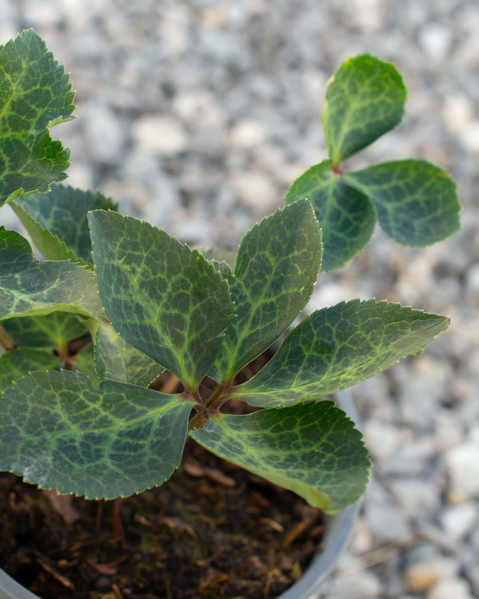 Frostkiss Molly's White Helleborus - Image 5