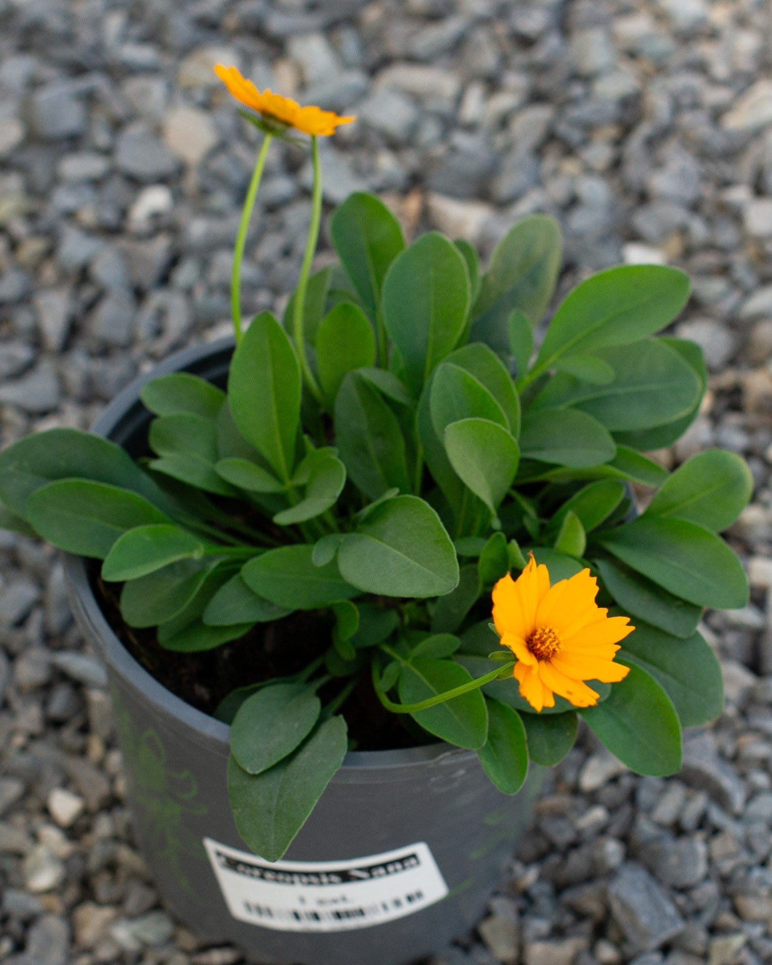 Nana Coreopsis - Main Image