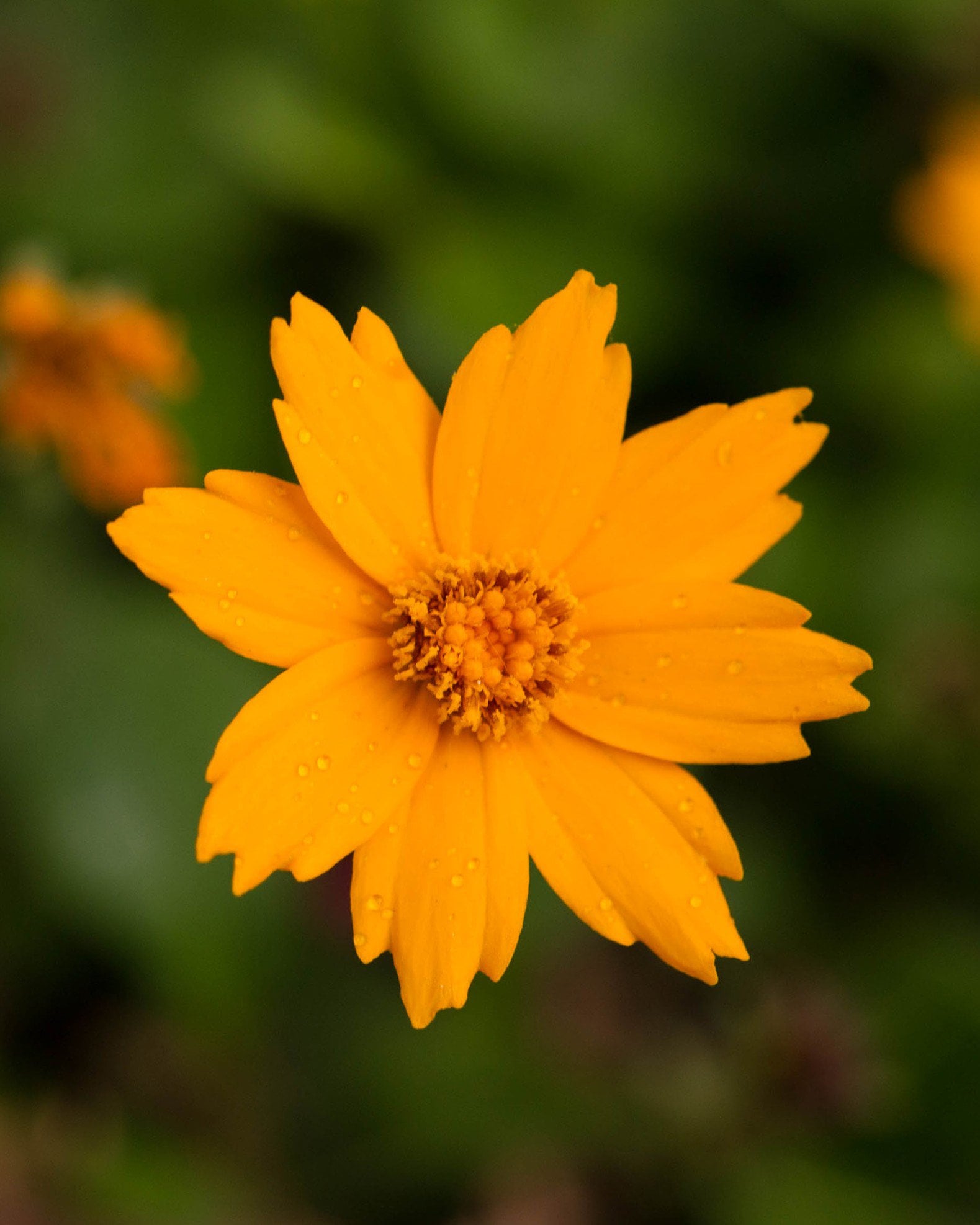 Nana Coreopsis - Image 1