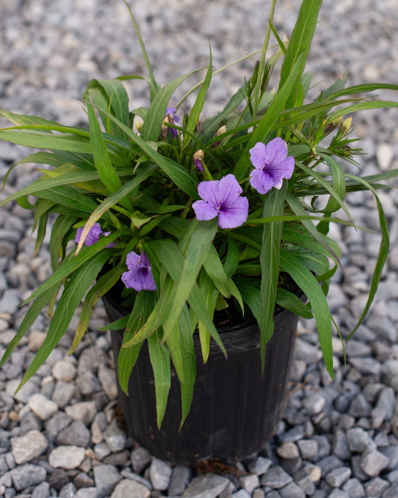 Katie Ruellia - view 2