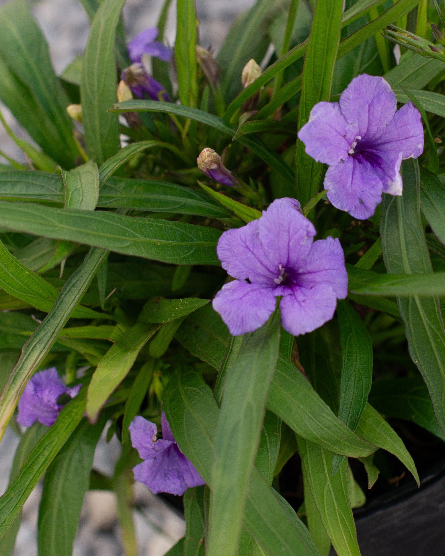 Katie Ruellia - view 3