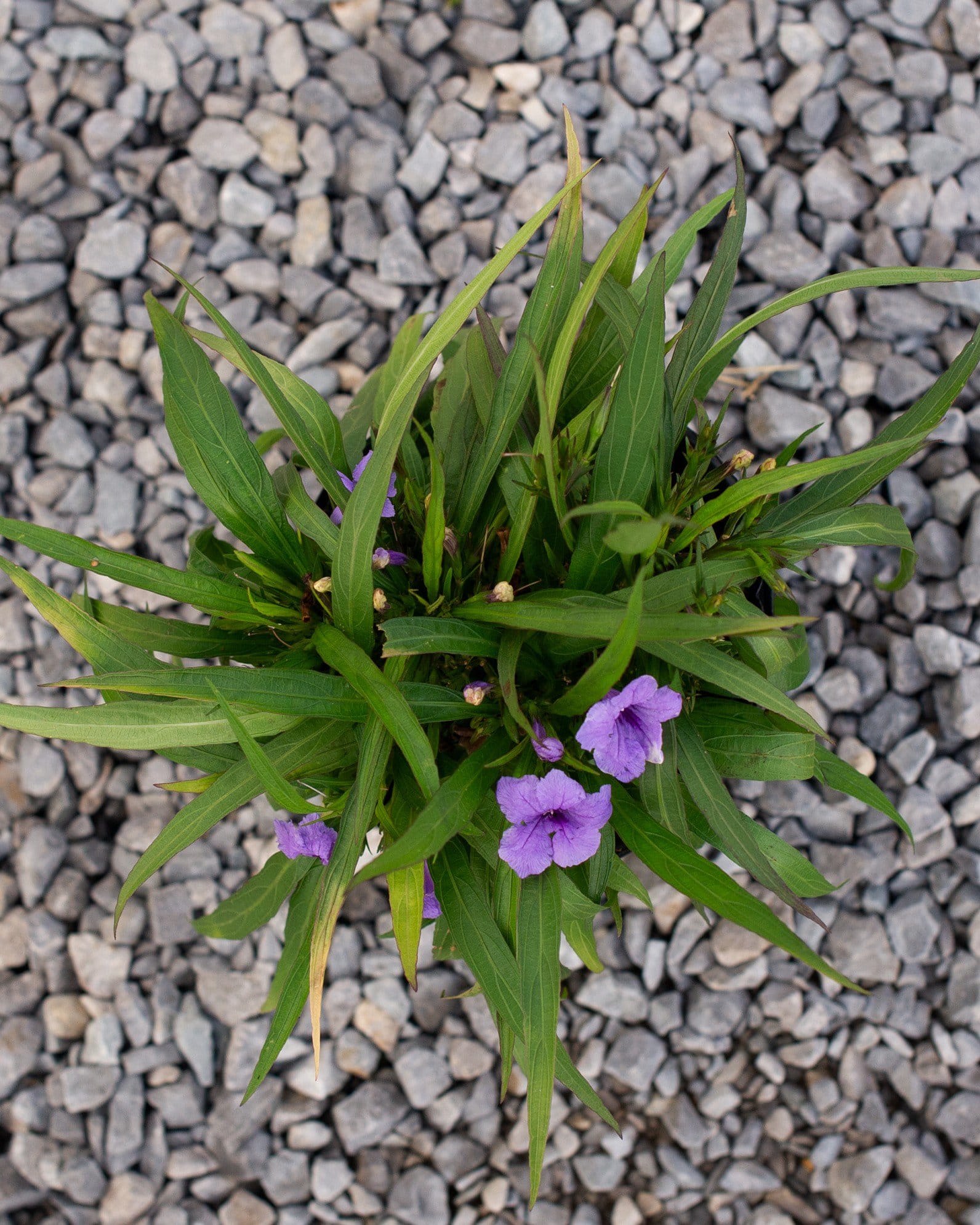 Katie Ruellia - view 4
