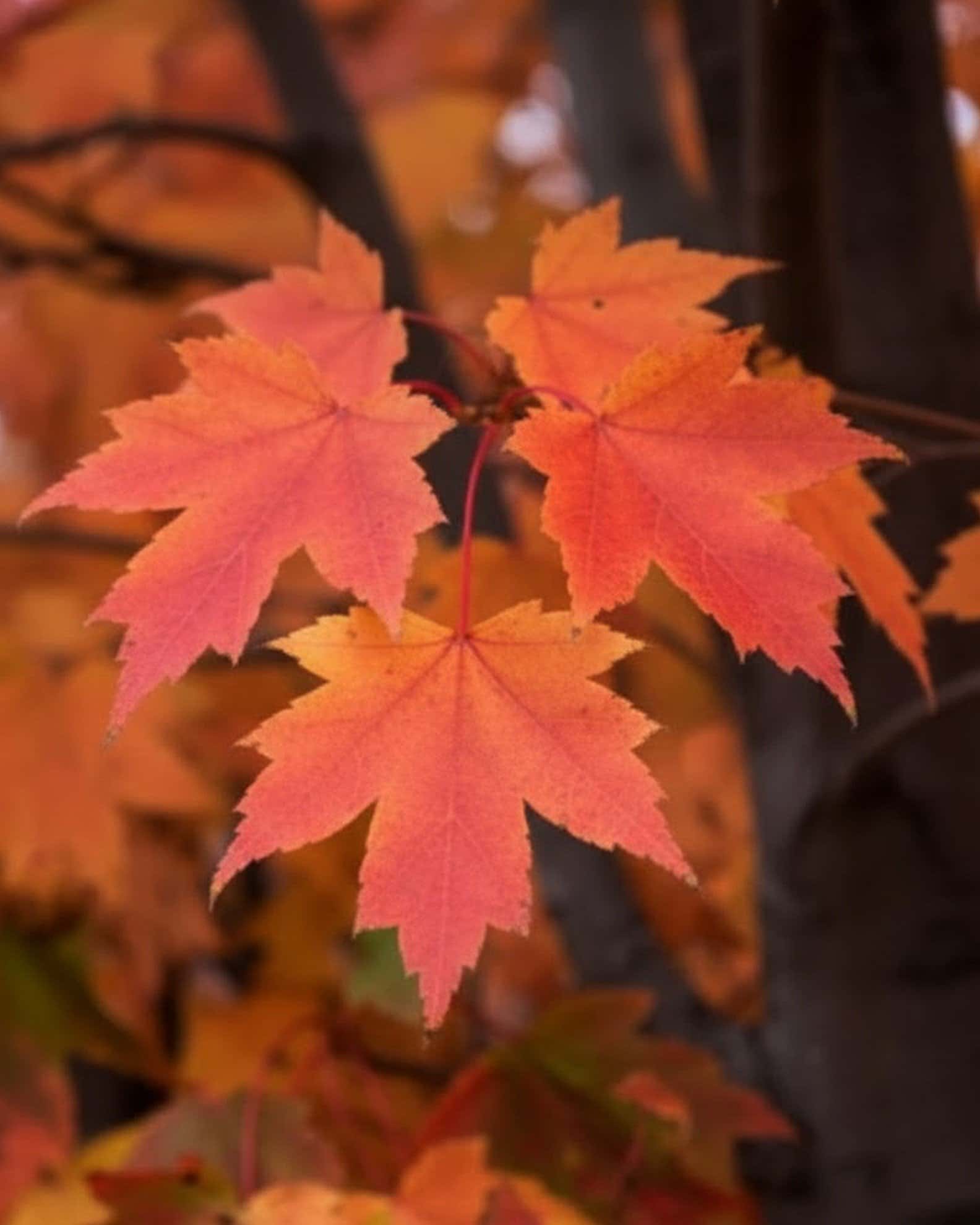 Armstrong Gold Maple - Main Image