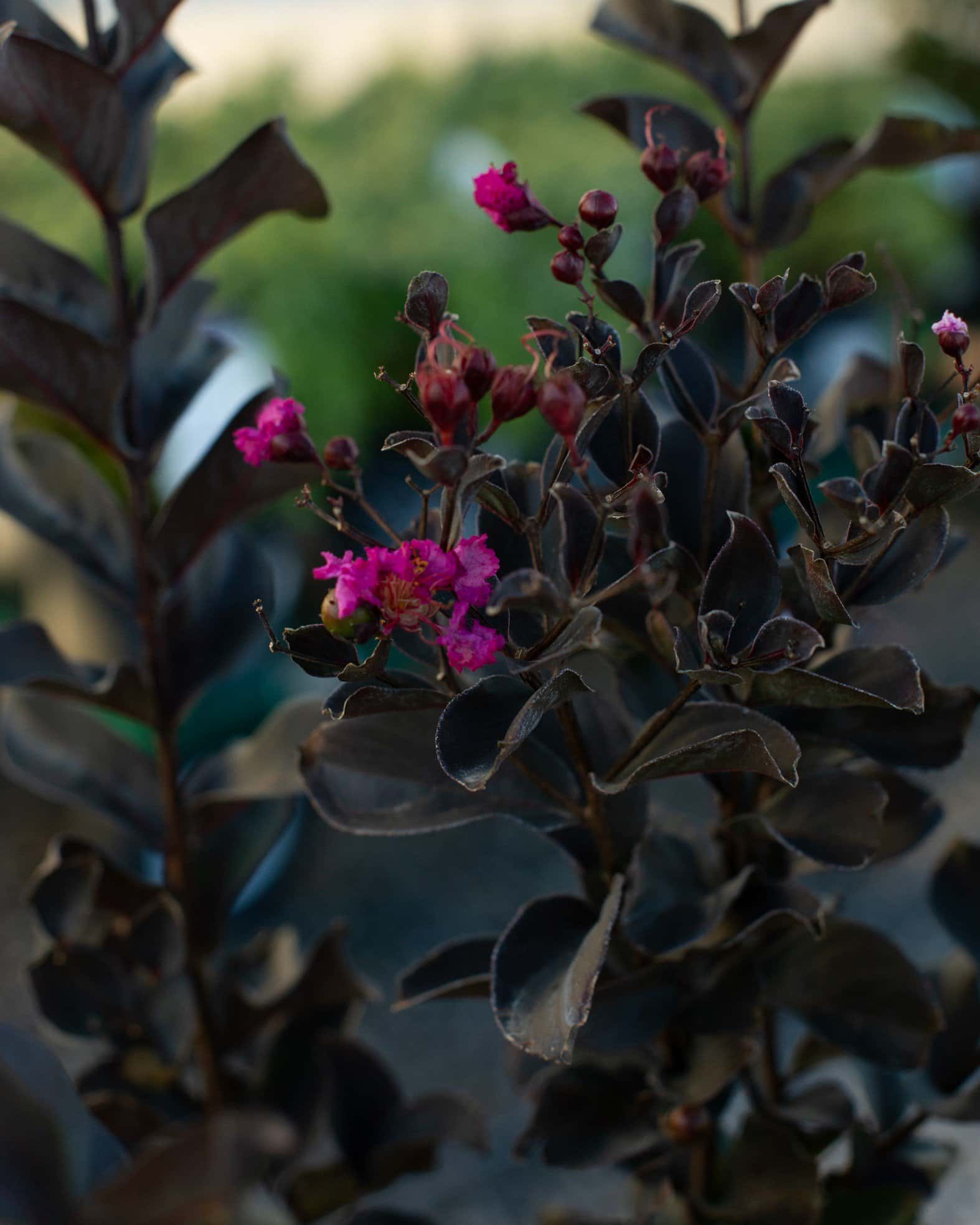 Black Diamond Mystic Magenta Crape Myrtle - Main Image