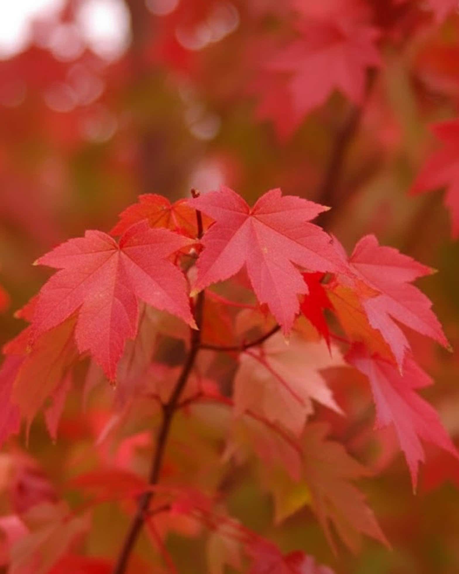 Redpointe Maple - Main Image