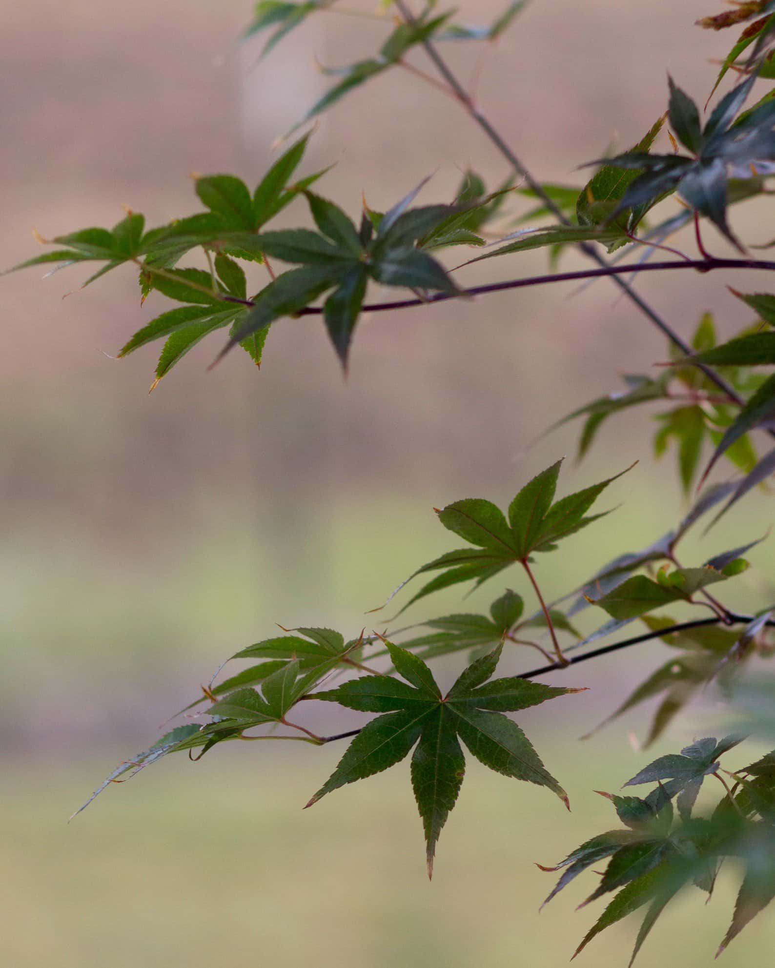 Bloodgood Japanese Maple - Image 5