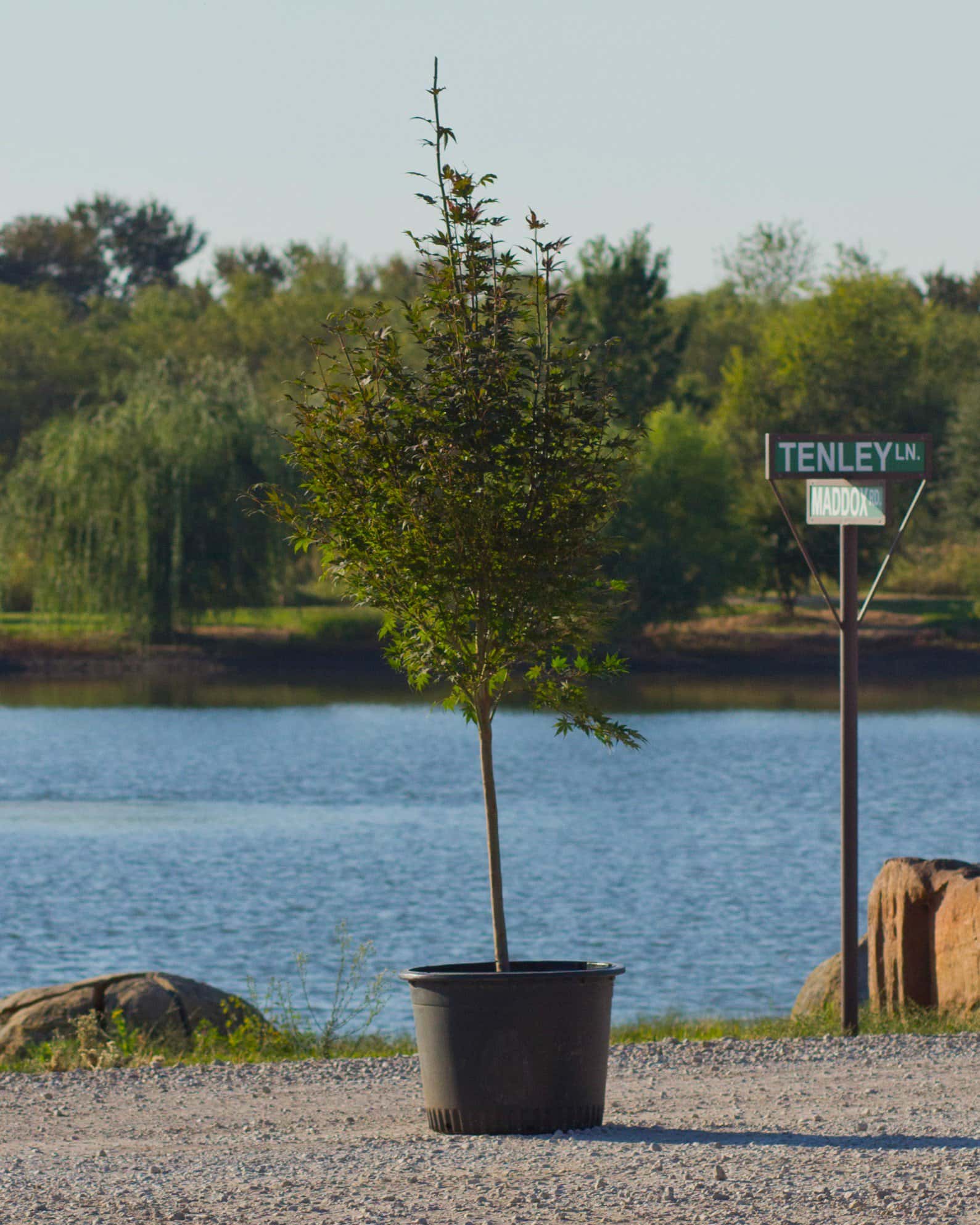 Bloodgood Japanese Maple - Image 6