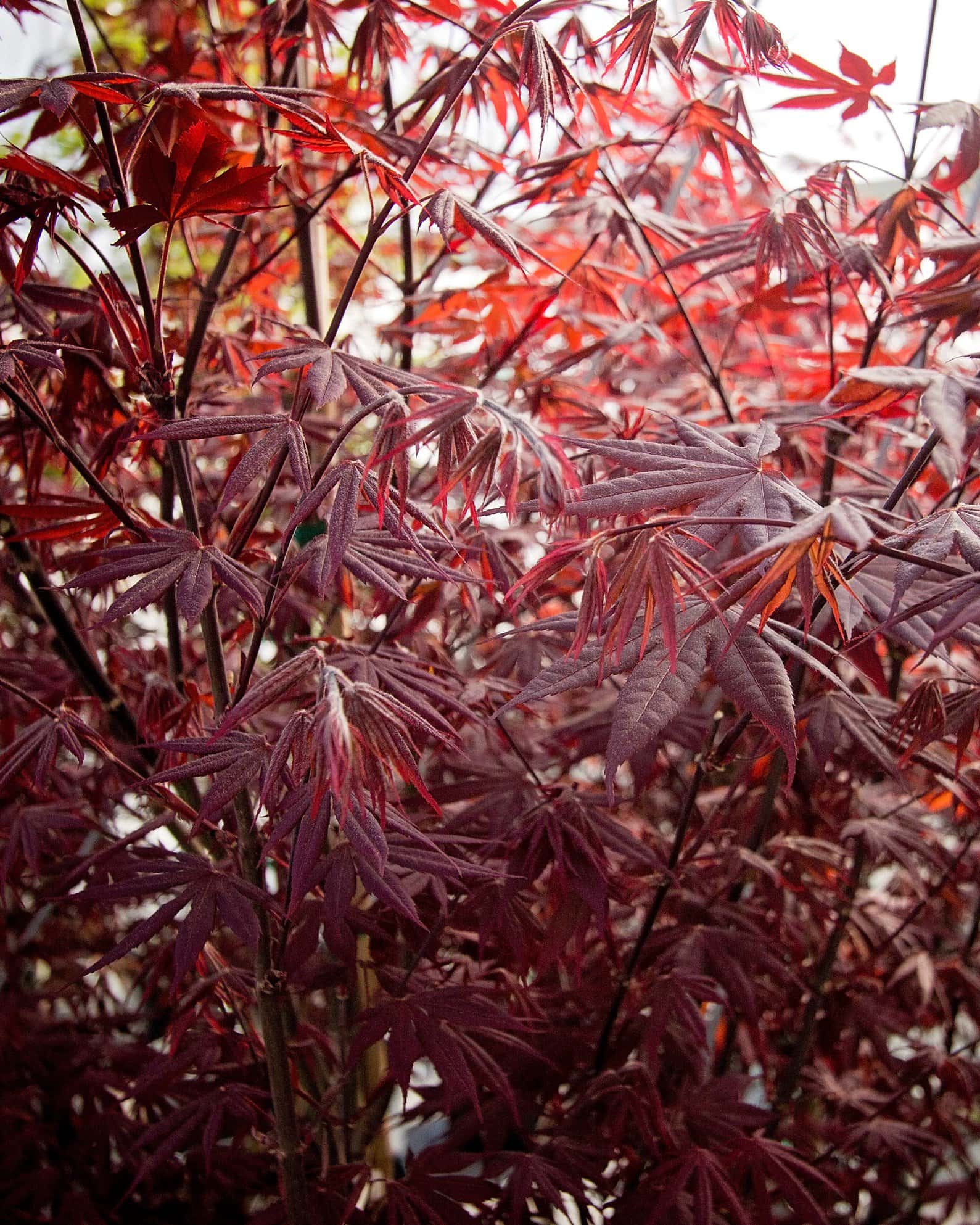 Bloodgood Japanese Maple - Image 7