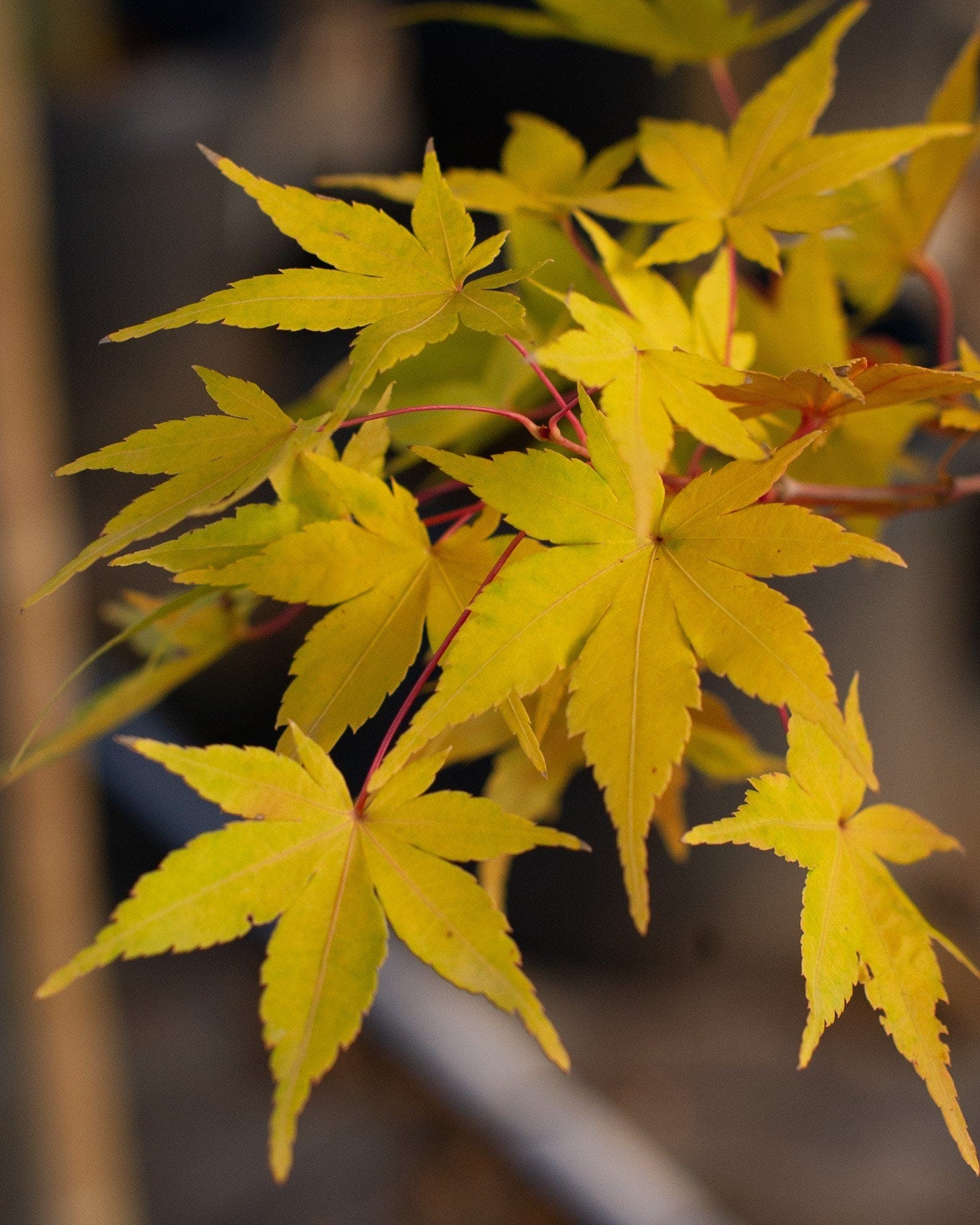 Coral Bark Japanese Maple - view 2