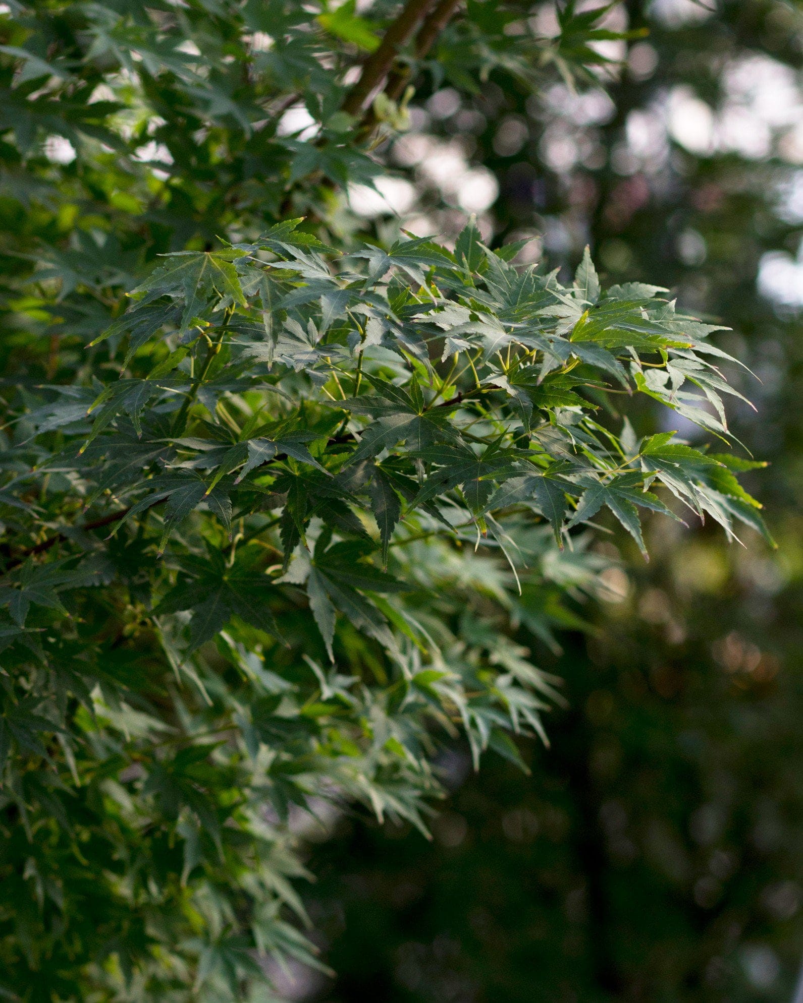 Coral Bark Japanese Maple - view 4