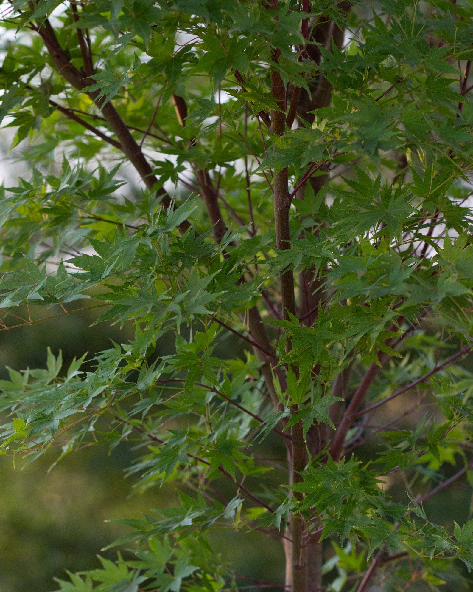 Coral Bark Japanese Maple - view 5