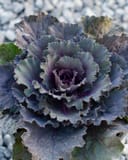 Osaka Red Cabbage thumbnail 1
