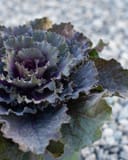 Osaka Red Cabbage thumbnail 2