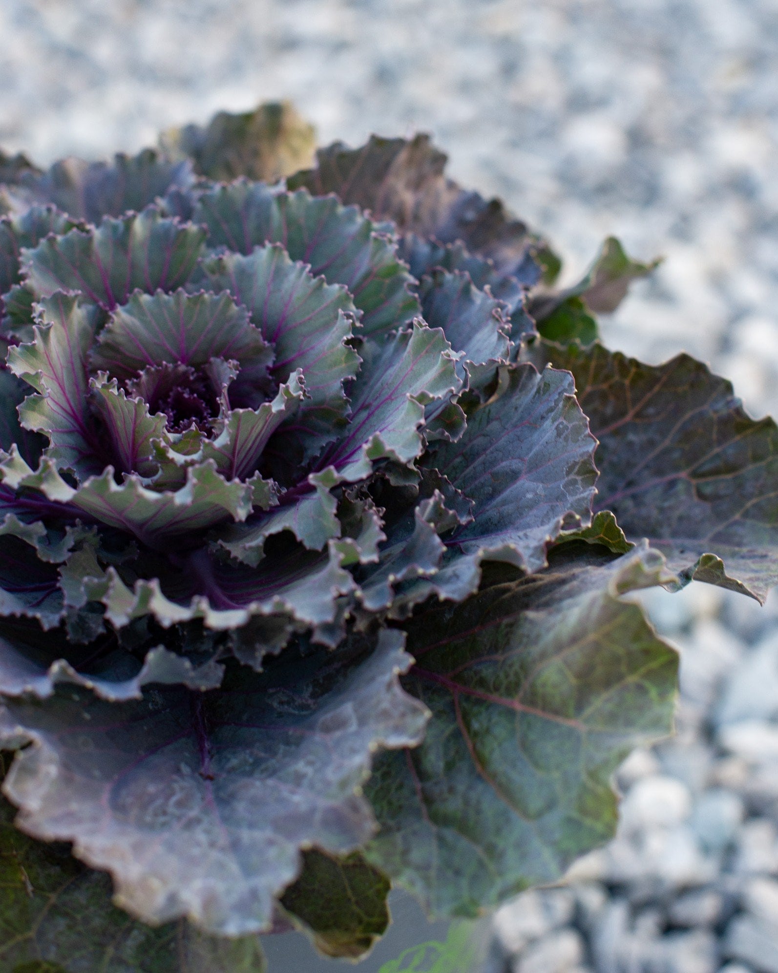 Osaka Red Cabbage - Image 1